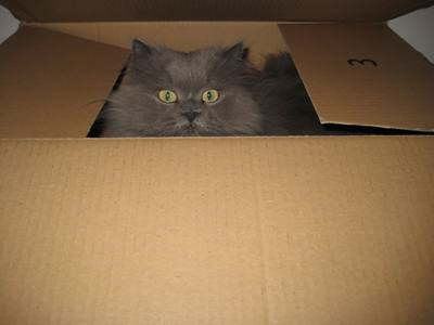 Lucy in der Kiste